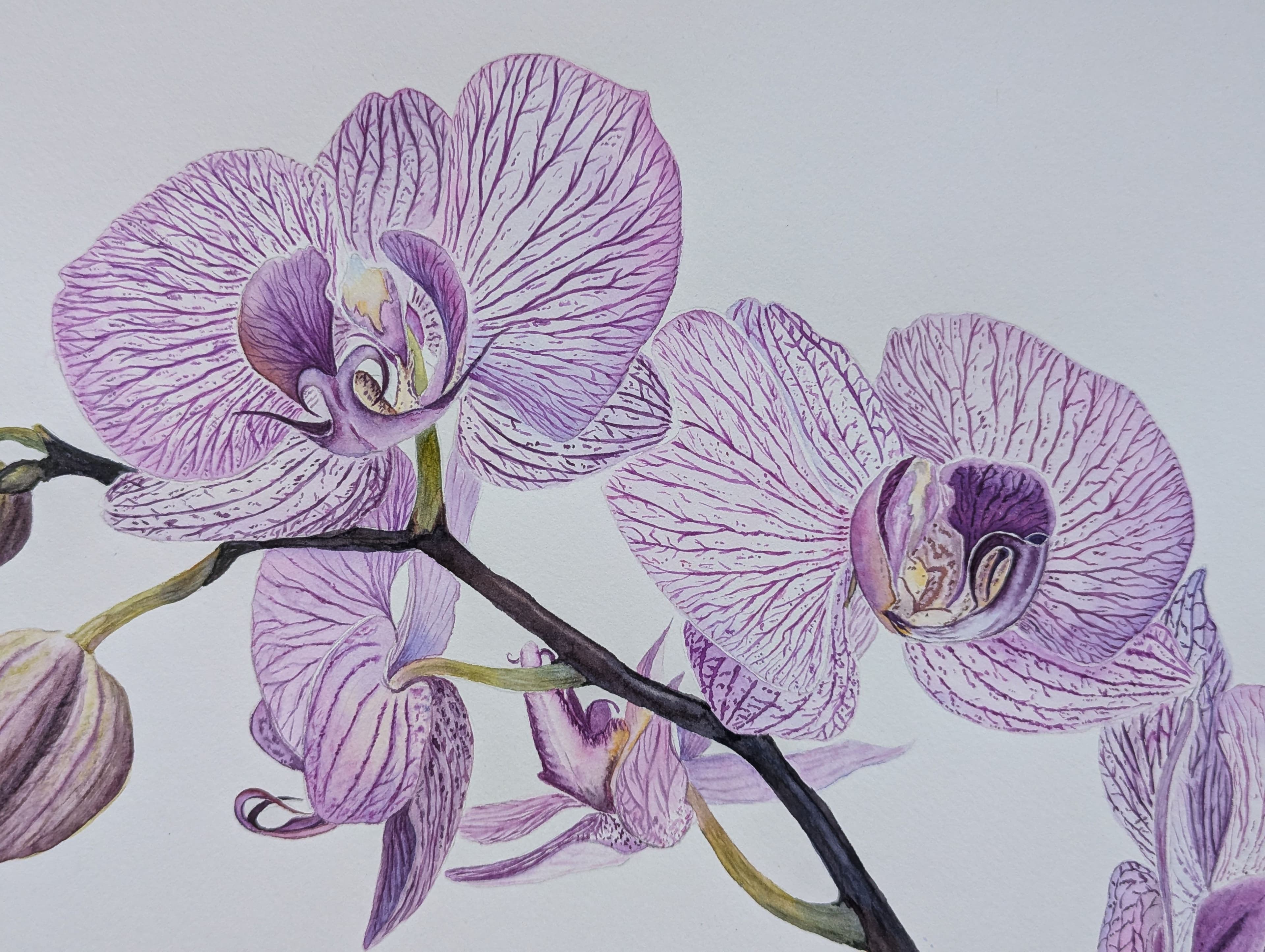 Violet strips orchid